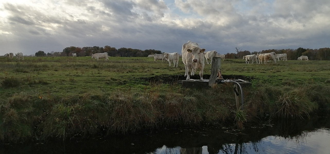 Eine weiße Kuh auf einer Wiese neben einem kleinen Wassergraben